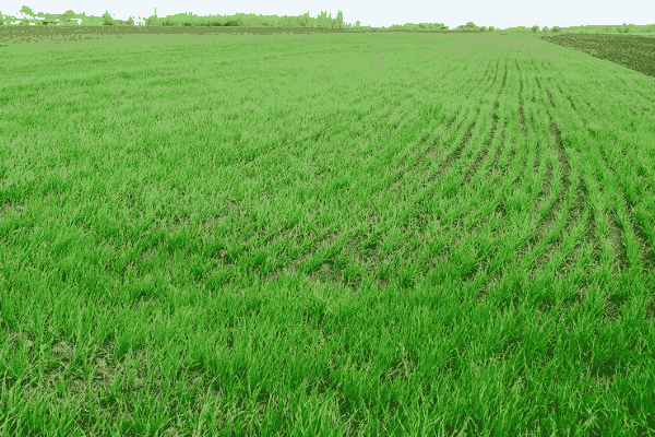 冬小麦需肥特点